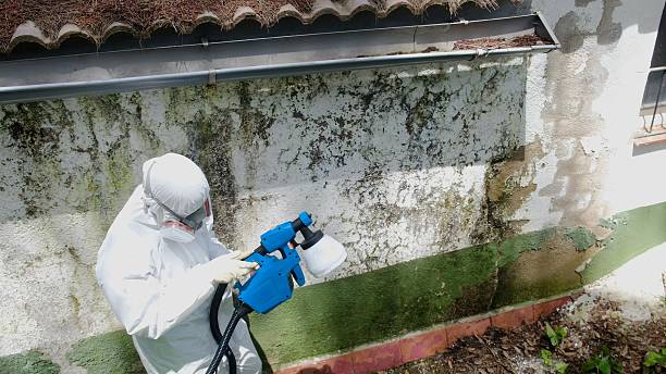 Mold Remediation service in Farmington, Farmington, MI